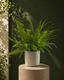 Boston Fern