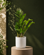 ZZ Plant