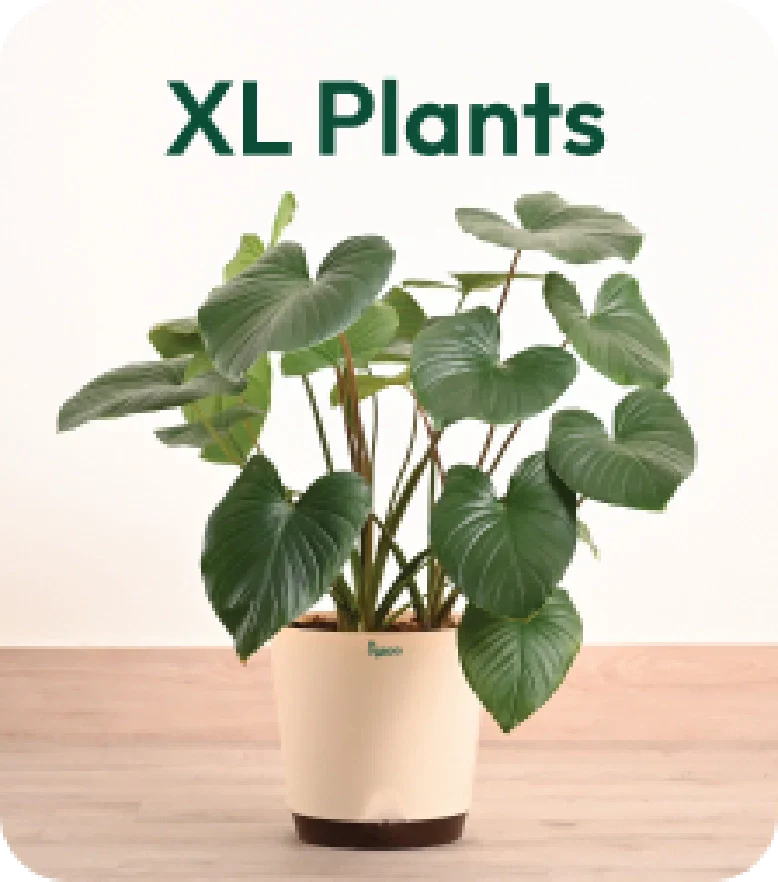 XL Plants
