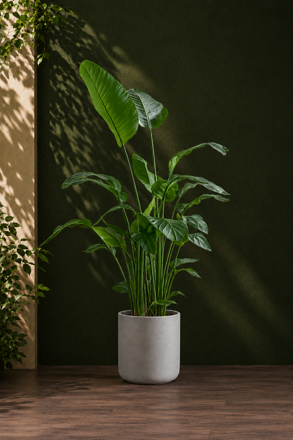 Bird of Paradise