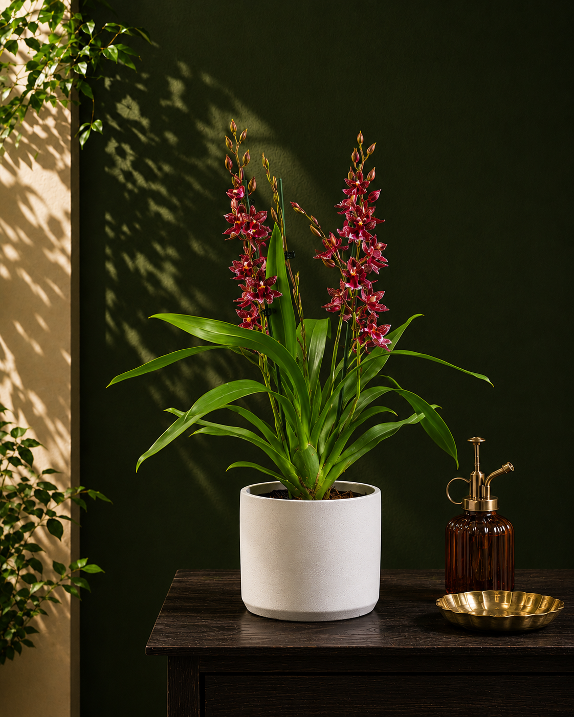 Valentine Orchid Main image