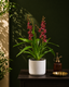 Valentine Orchid