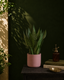 Green Snake Plant