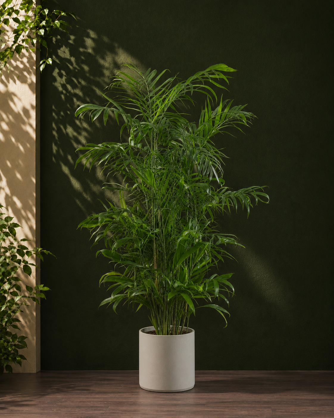 Bamboo Palm Main image