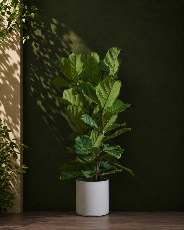 Fiddle Leaf Fig