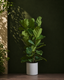 Fiddle Leaf Fig