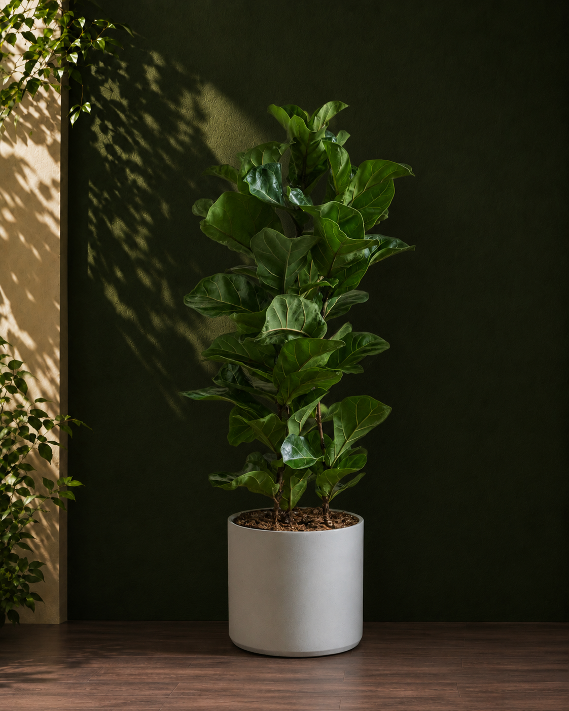 Fiddle Leaf Fig Bambino Main image