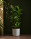 Fiddle Leaf Fig Bambino