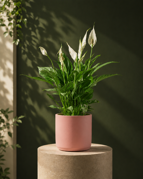 Peace Lily