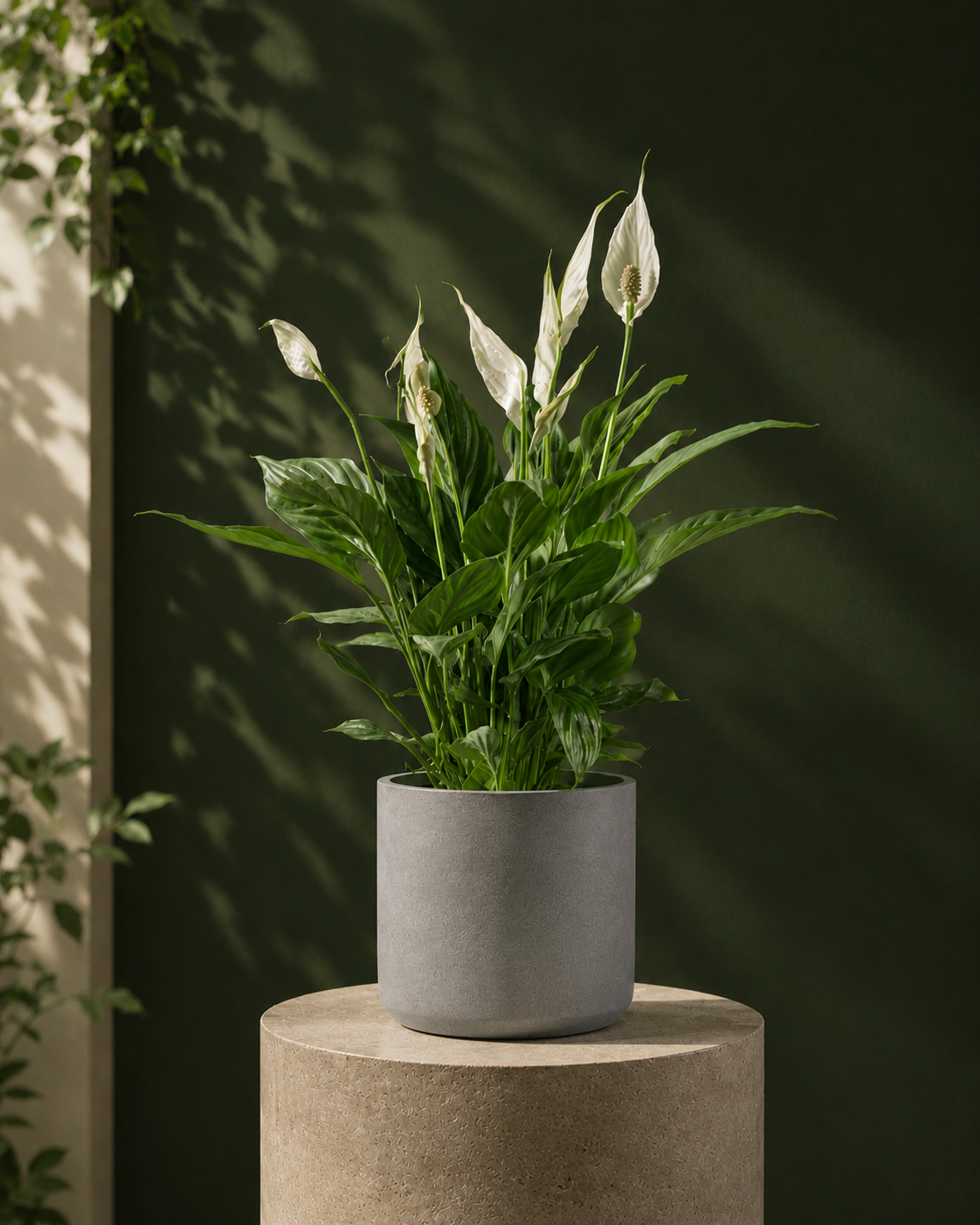 Peace Lily Secondary image