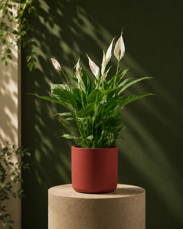 Peace Lily