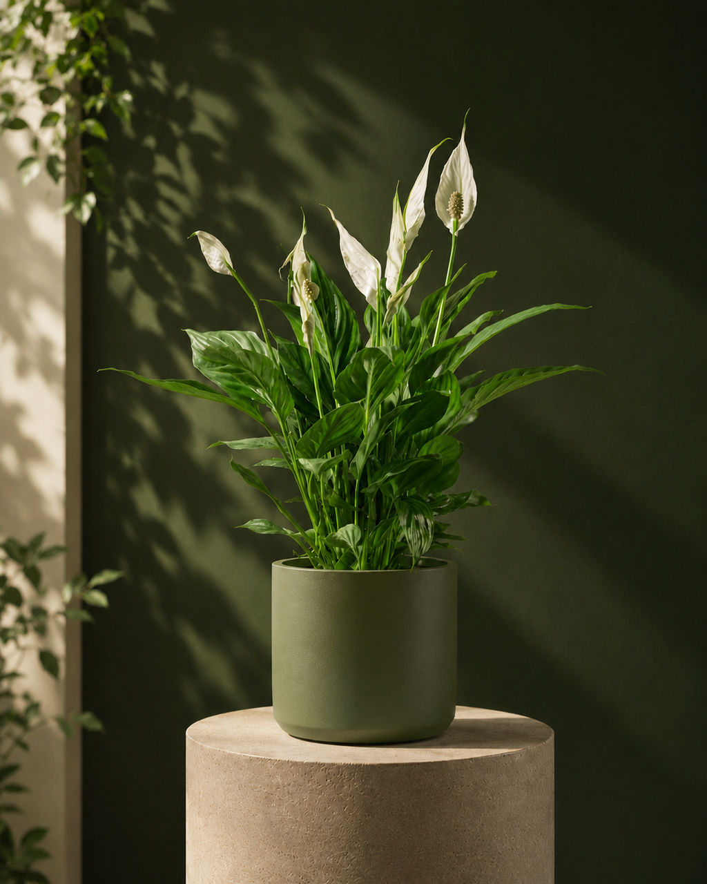 Peace Lily