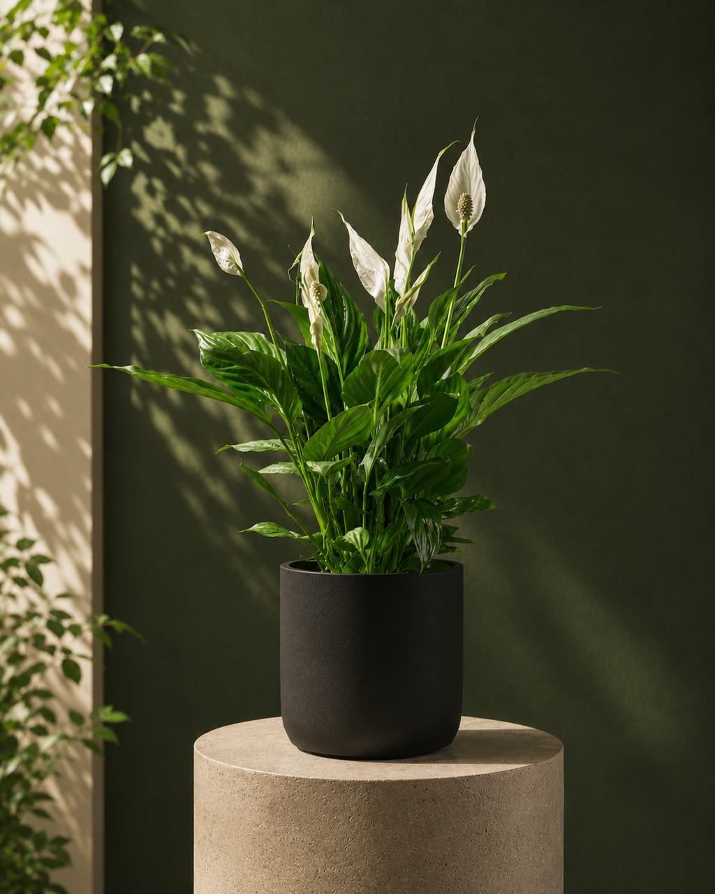 Peace Lily