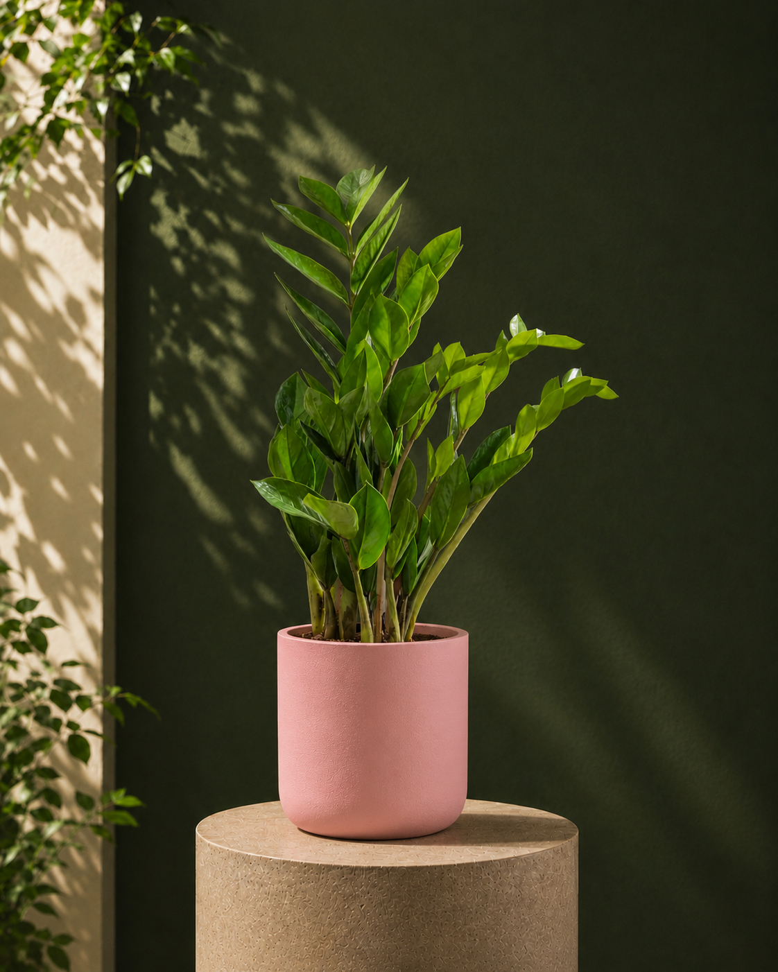 ZZ Plant Secondary image