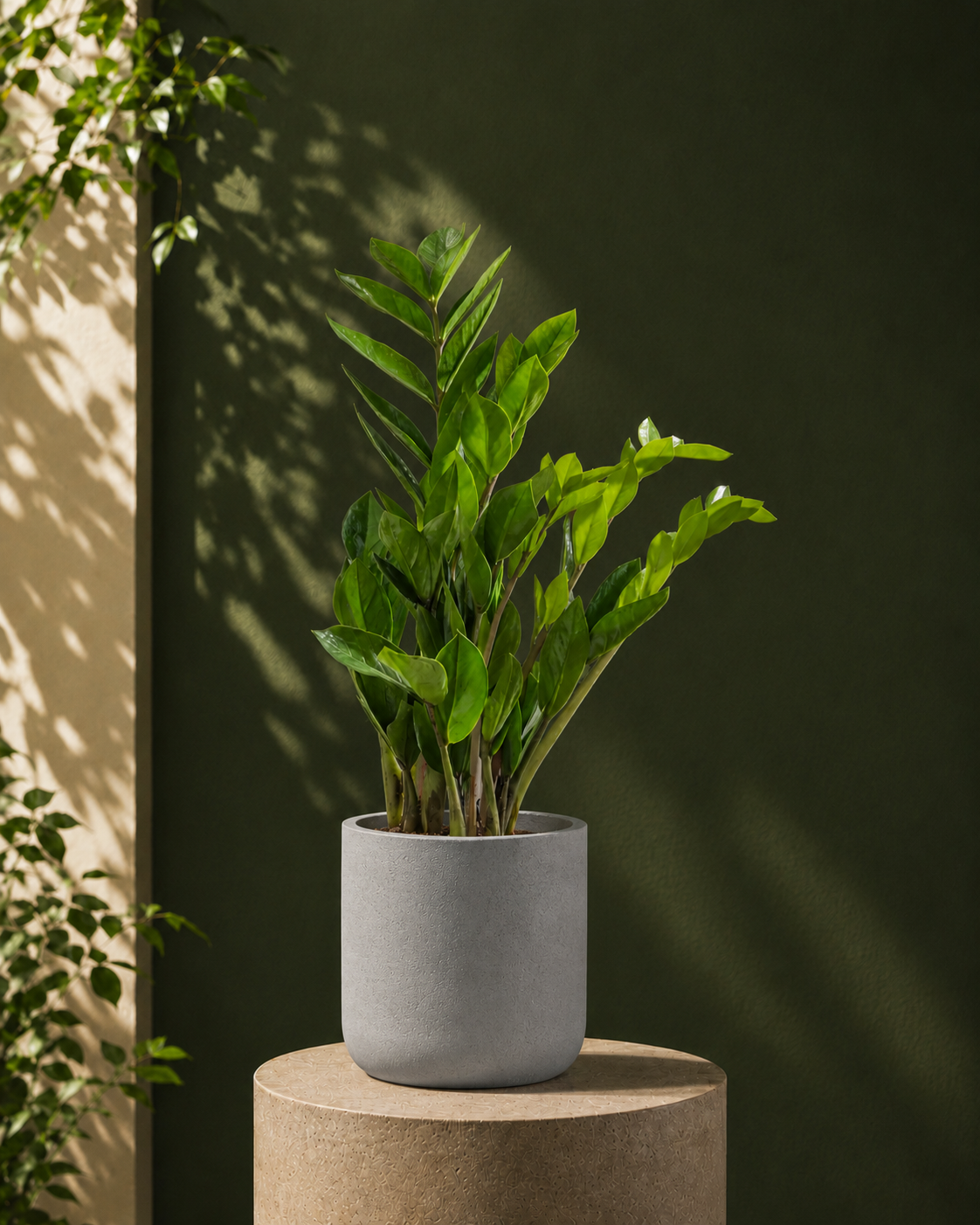 ZZ Plant