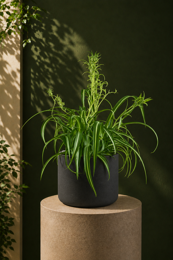 Spider Plant