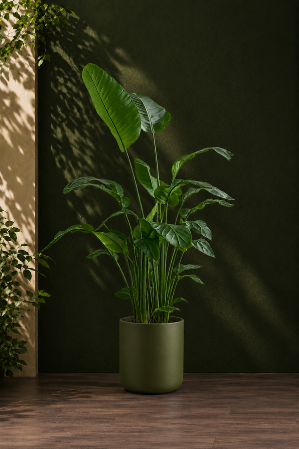 Bird of Paradise