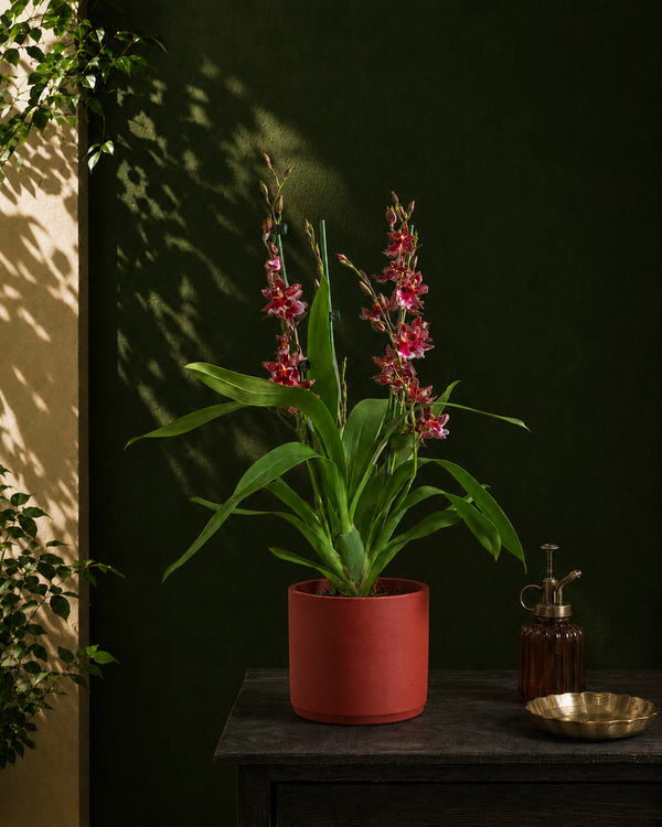 Valentine Orchid