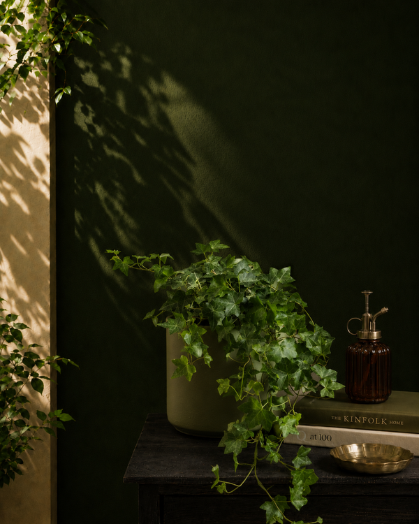 English Ivy