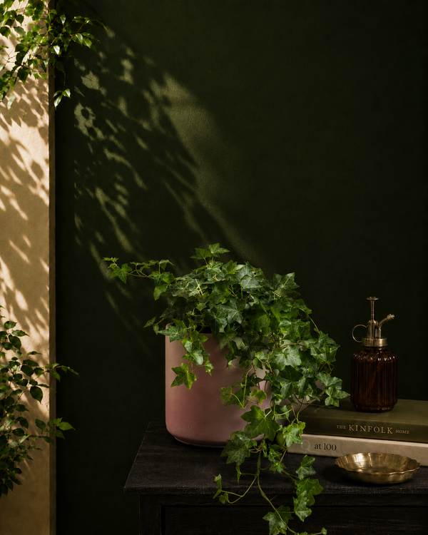 English Ivy