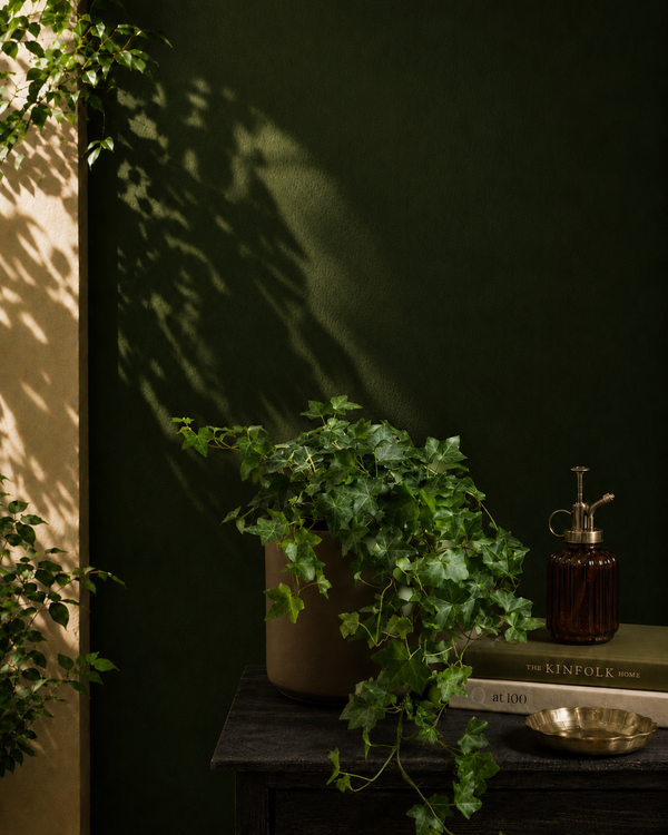 English Ivy