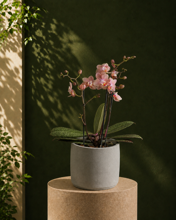Pink Orchid
