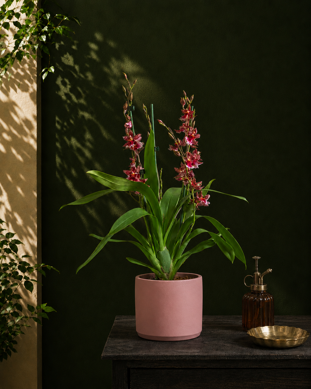 Valentine Orchid