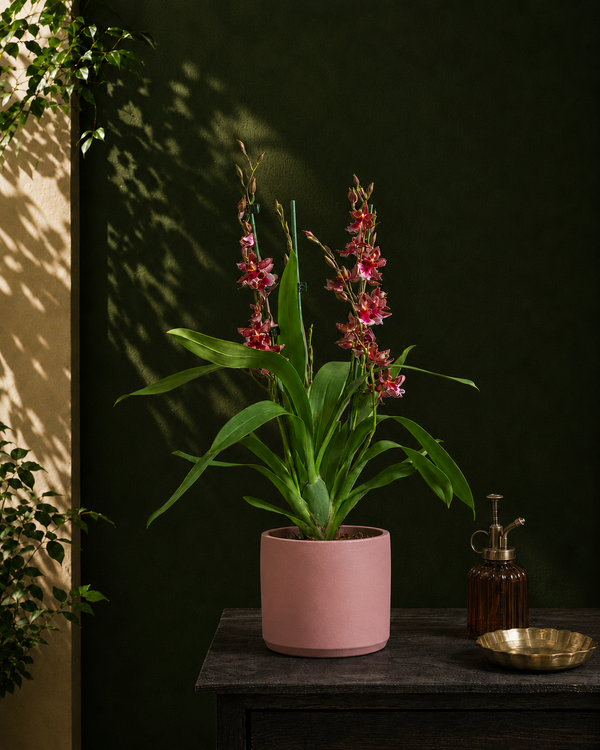 Valentine Orchid
