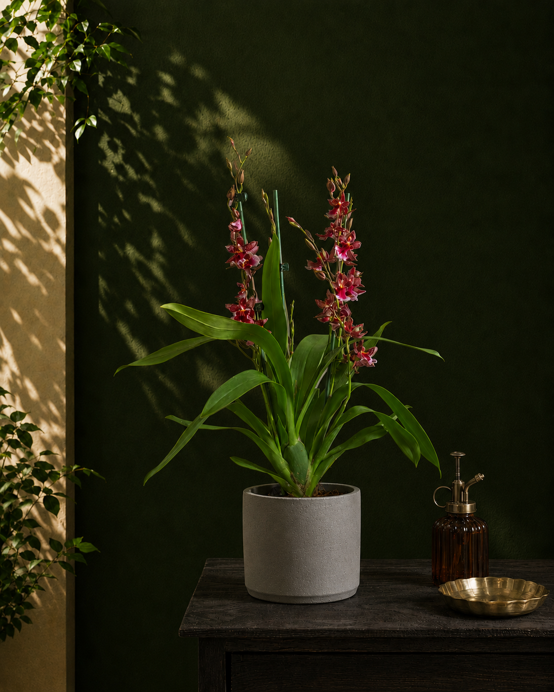 Valentine Orchid Secondary image