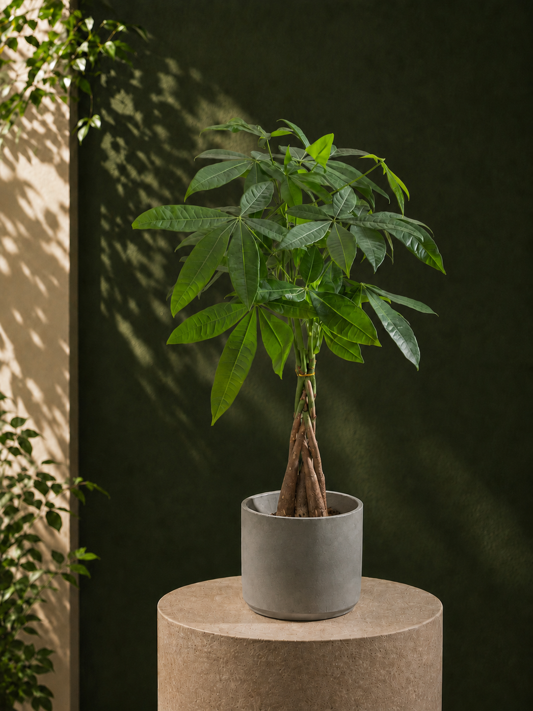 Money Tree