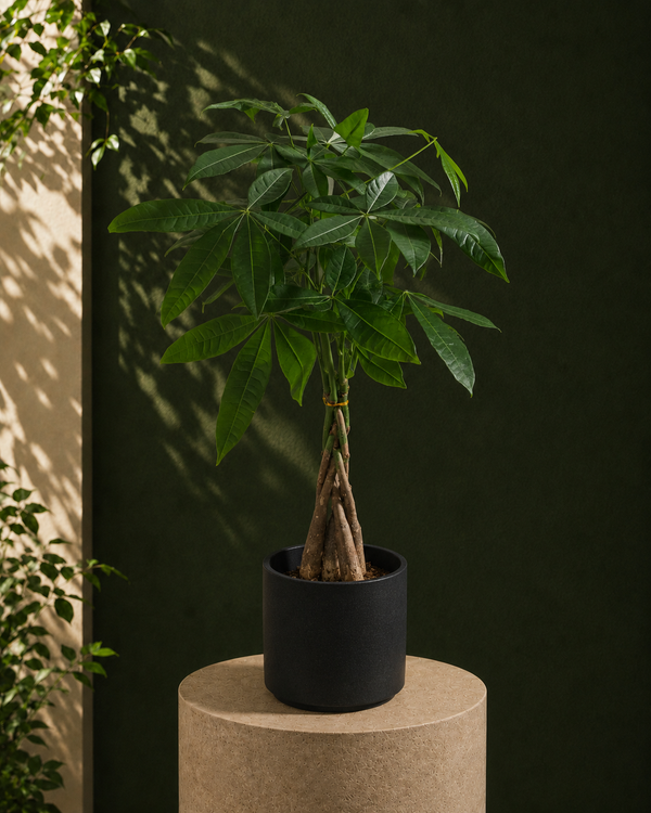 Money Tree