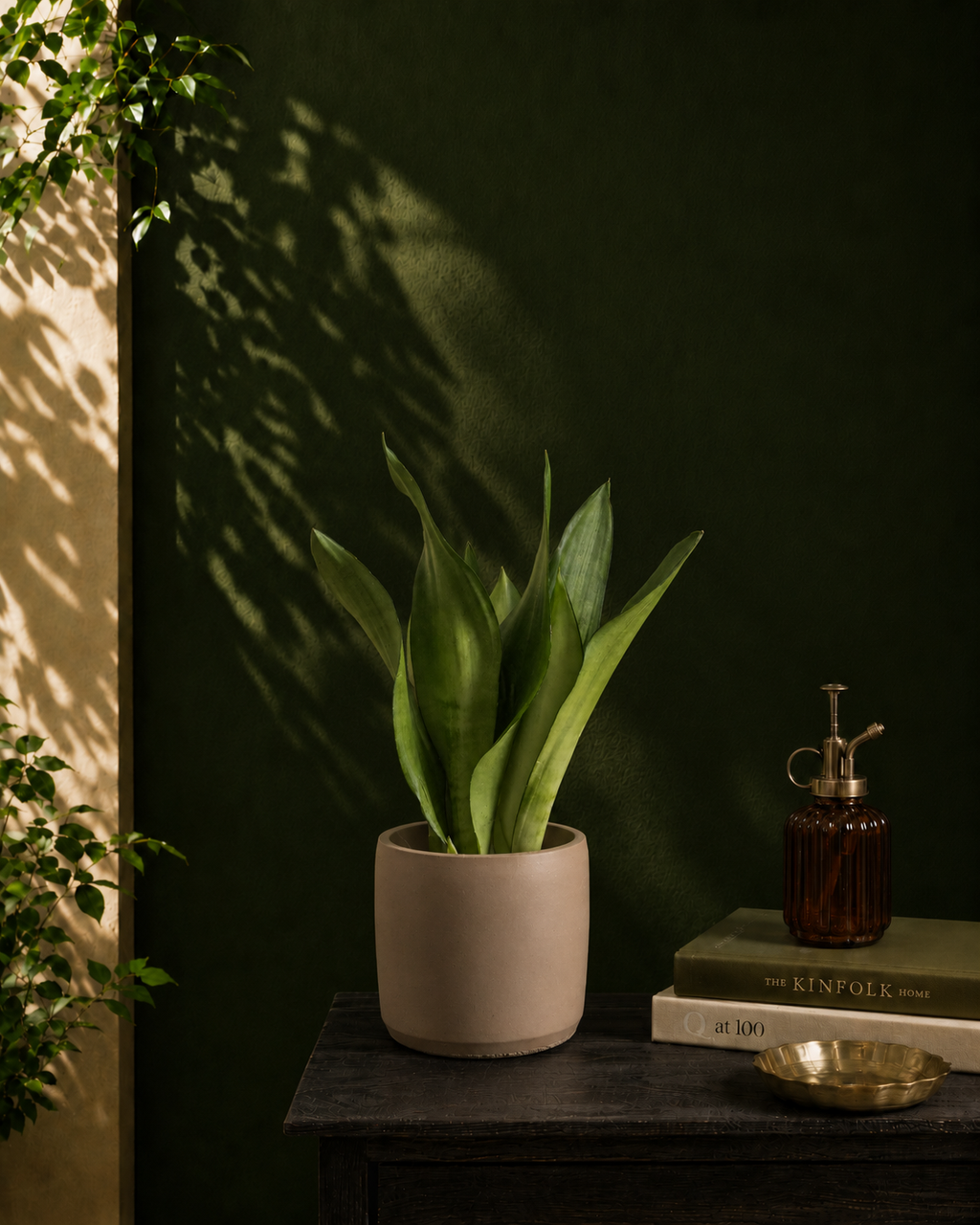 Moonshine Snake Plant