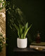 Moonshine Snake Plant