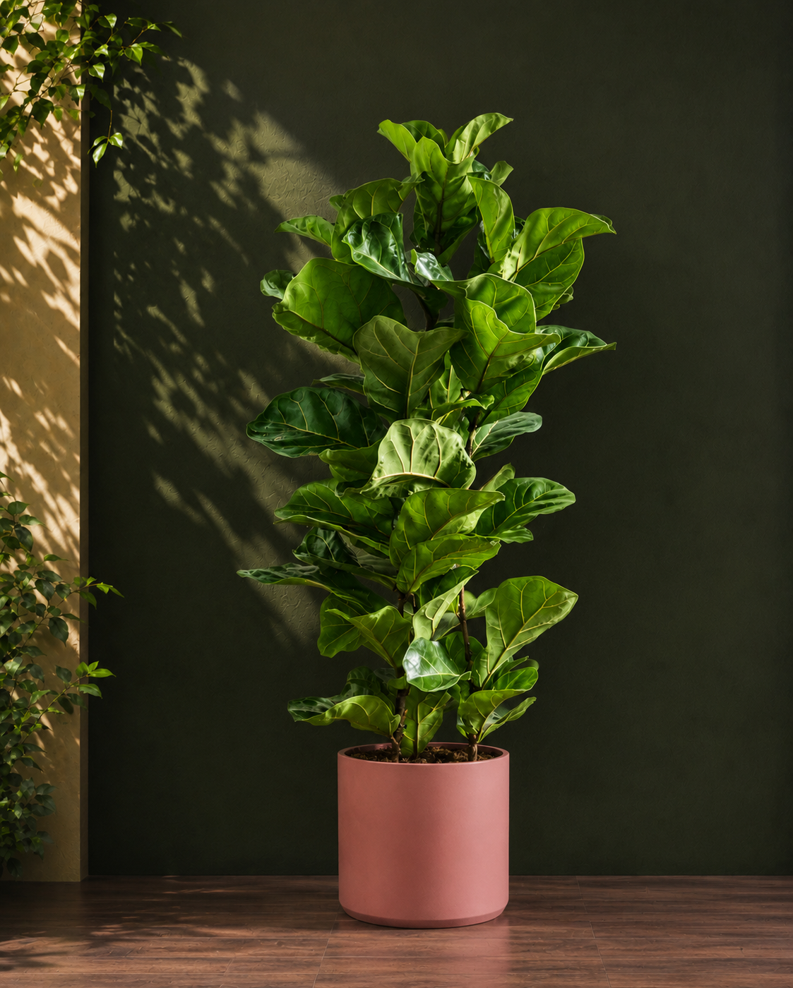 Fiddle Leaf Fig Bambino Secondary image