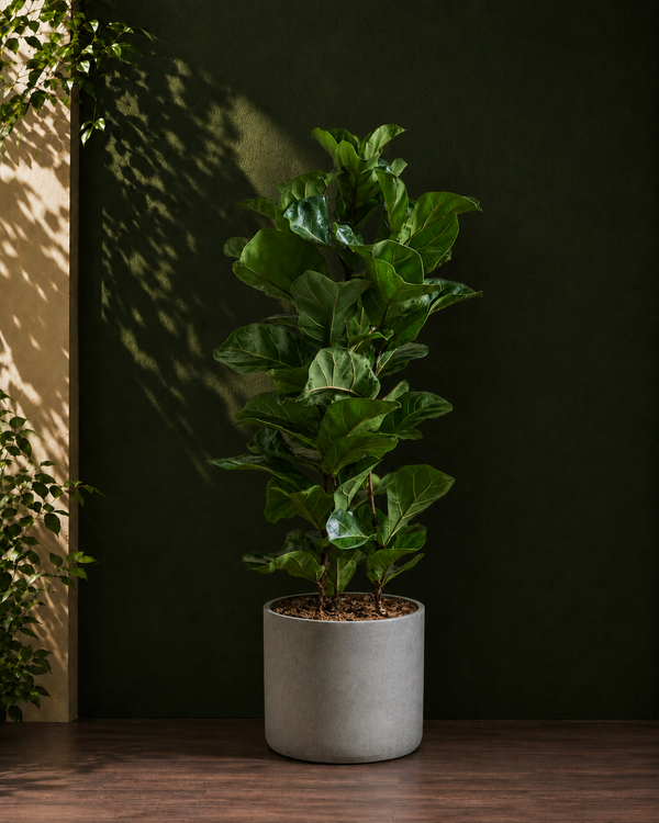 Fiddle Leaf Fig Bambino