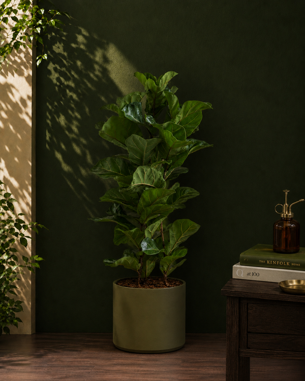Fiddle Leaf Fig Bambino