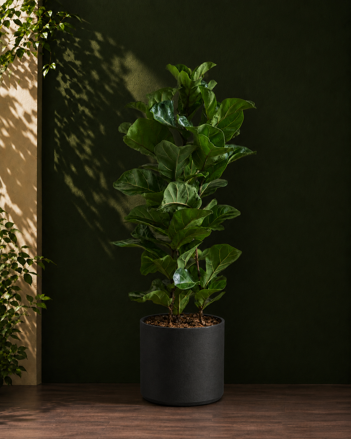 Fiddle Leaf Fig Bambino