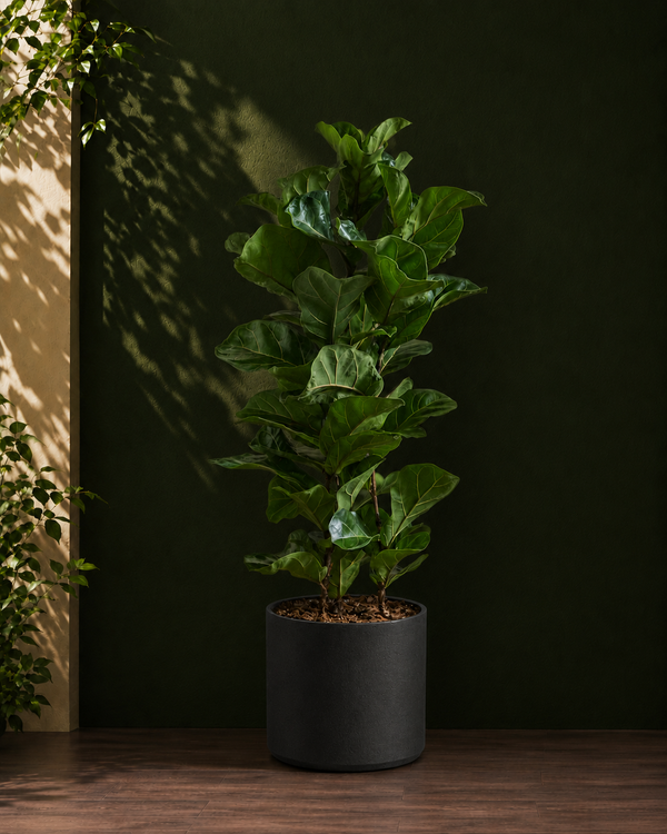Fiddle Leaf Fig Bambino