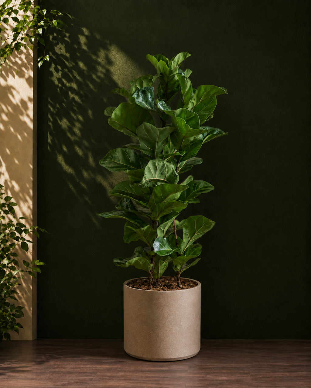 Fiddle Leaf Fig Bambino