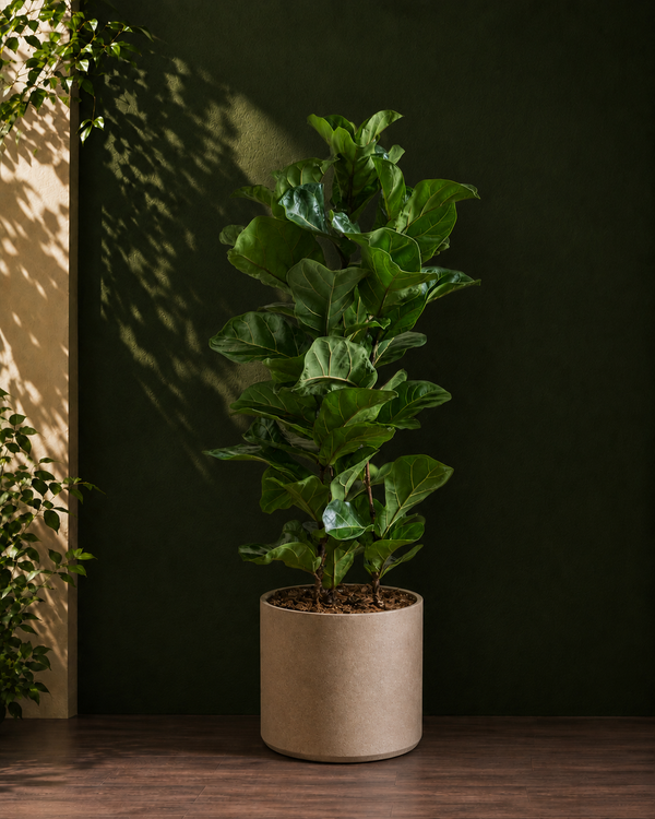 Fiddle Leaf Fig Bambino
