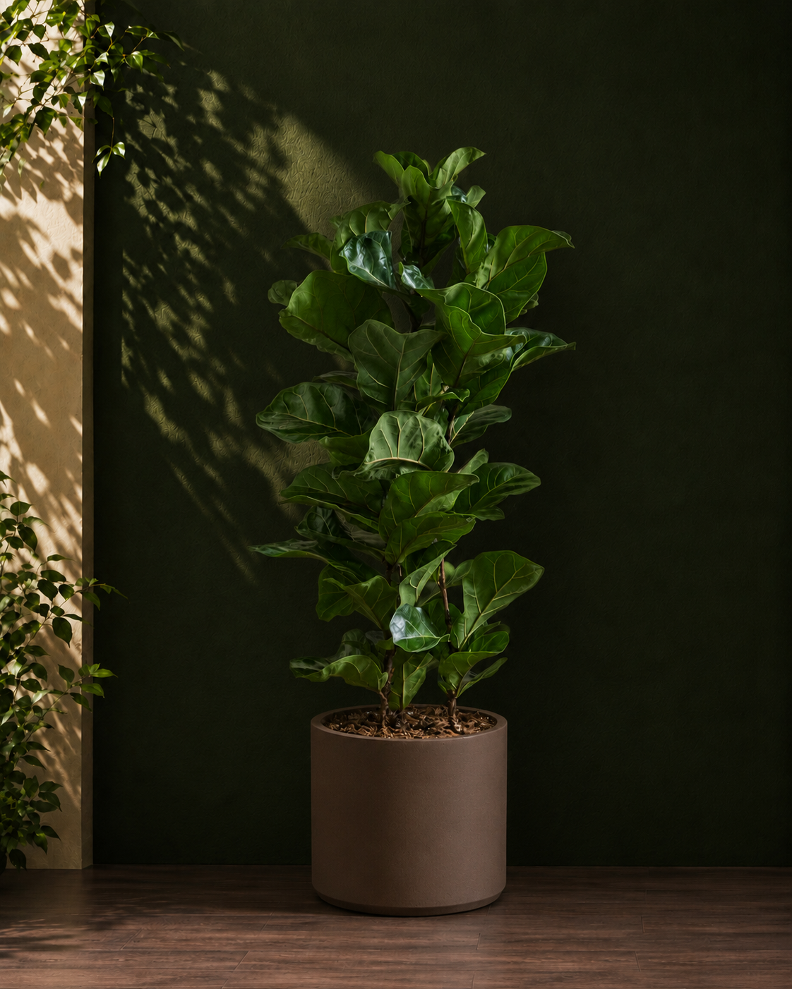 Fiddle Leaf Fig Bambino