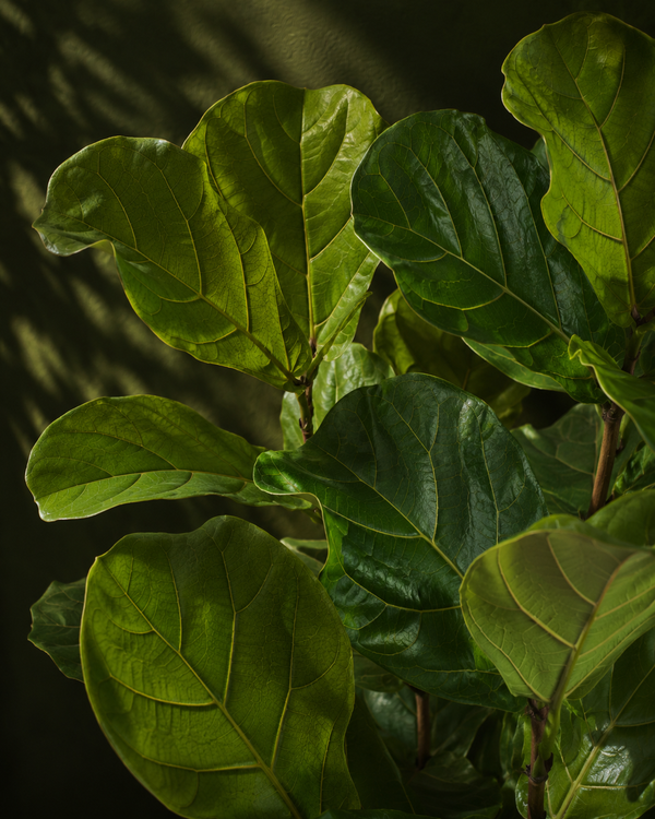 Fiddle Leaf Fig