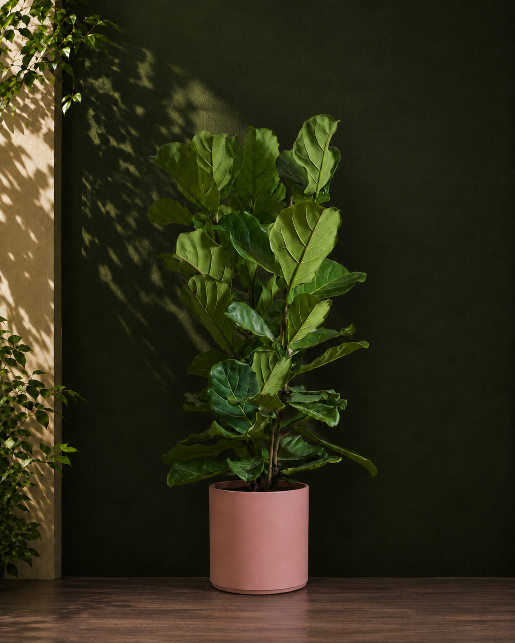Fiddle Leaf Fig