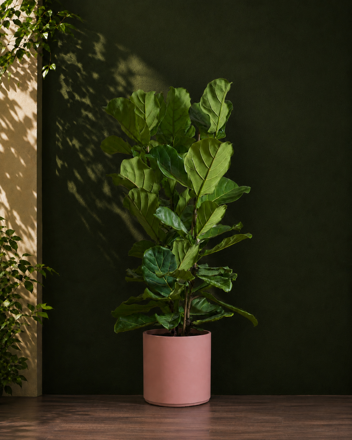 Fiddle Leaf Fig
