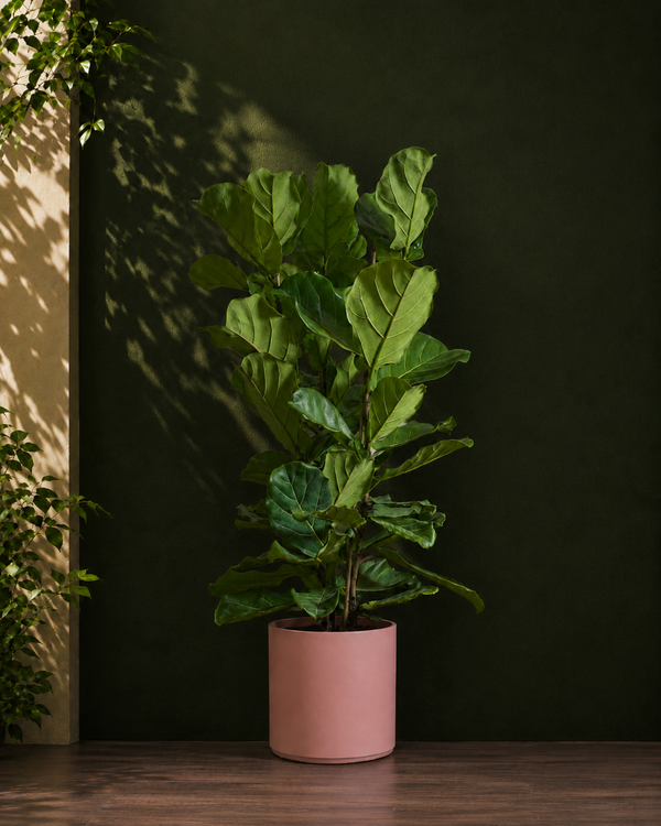 Fiddle Leaf Fig