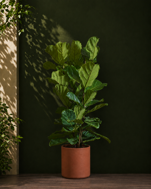 Fiddle Leaf Fig