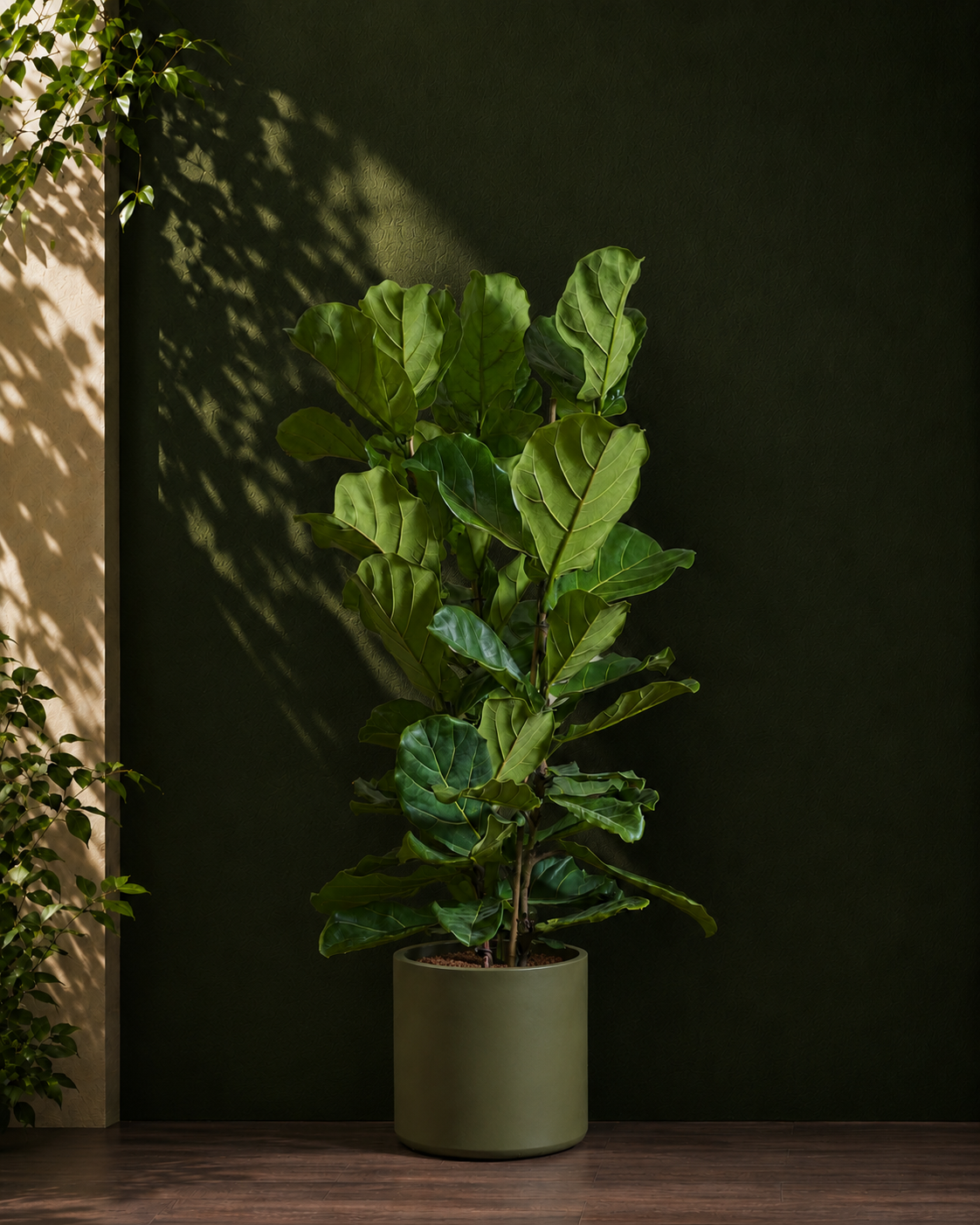 Fiddle Leaf Fig