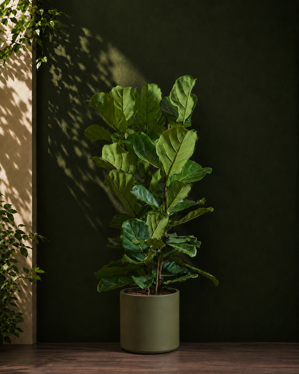 Fiddle Leaf Fig