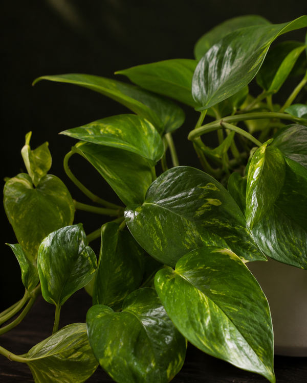 Money Plant