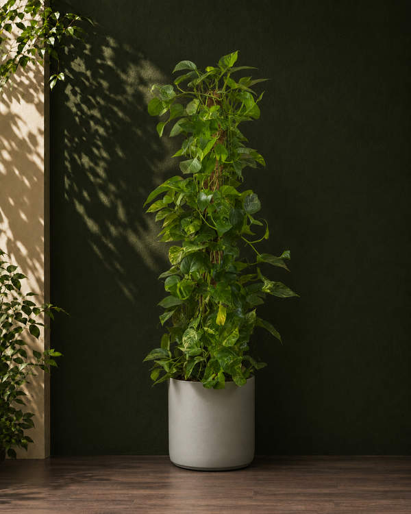 Money Plant